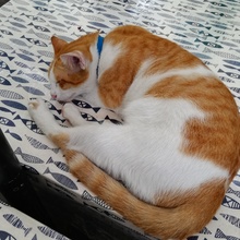マヌケcat