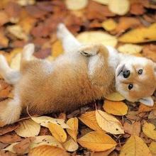 まるちゃんぴん