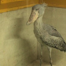 しらすただいすき