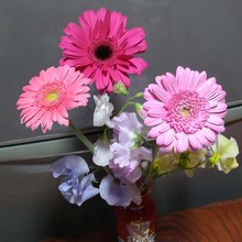 まいねおとしお