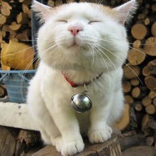 ゆりねぎんなん