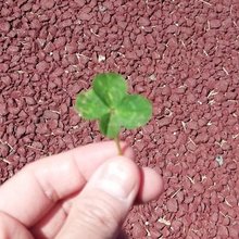 あれの中の人。