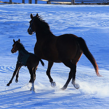 サンデースズカ