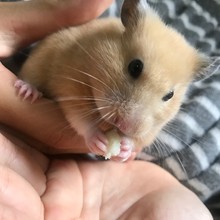 ayako.orca@maineo.jp