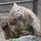 namiwombat