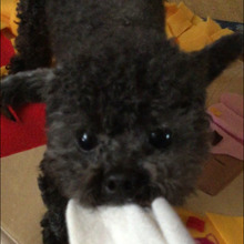 ルクスウェルターシス