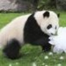 いる@ステラアルカナ専用垢