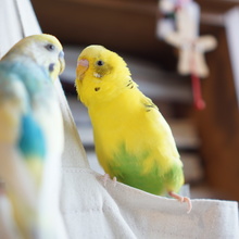 ぴよこまめ