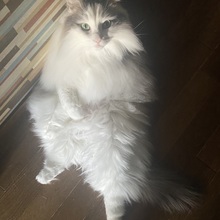 クリコのかあさん