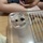 こきゅあ