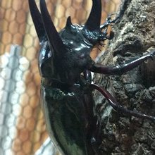 現在使われておりません