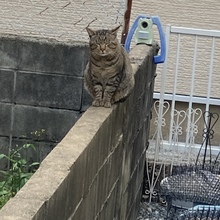 おじいさんレオ