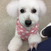 ハニークレオパトラ