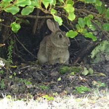 HRANA（ハラーナ）