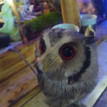 パチモンきんた