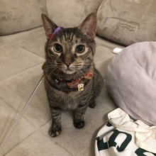 まりぺぺ@紹介ｱﾝﾊﾞｻﾀﾞｰ