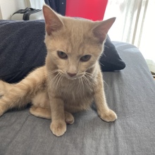 ゆずと、うにふく