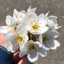 フェイフェイ11