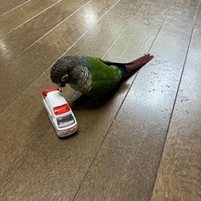 しゃあまじクラブ