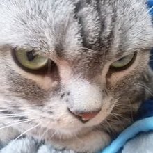 ローザツチノコ