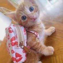 catjp