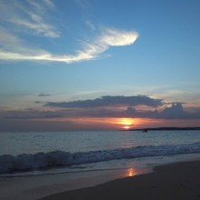 パープルコーラル