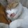 猫丸さん