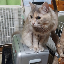 くどみつ