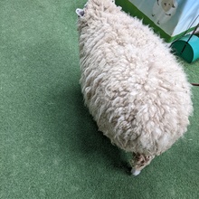 盆栽ブラスター