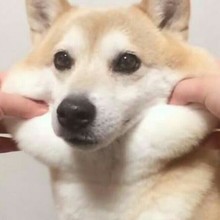 ヨークシャー照れ屋