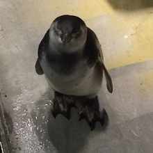 赤い彗星ひでっち