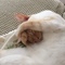 ワンにゃん5
