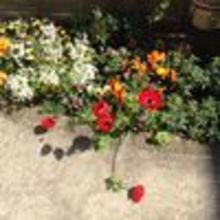 エリザベス美和子