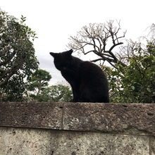 まぁしぃまぁしぃ