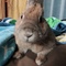 はるなちょり