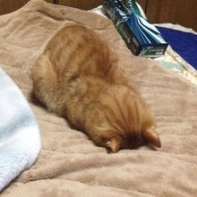 NonO_@”腎臓やっちゃって”自宅警備中