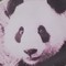 ももいろぱんだ2