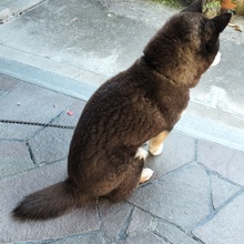 ころたんだわん