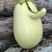 那須与一@青茄子