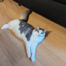 がーらんどさん