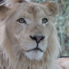 ホワイトお嬢さま