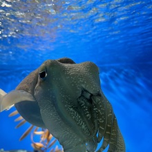 てるてるちん@清純派おはぎ