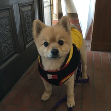 ポメ之助ポメ太郎