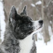 あんのお父ちゃん