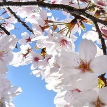 桜☆