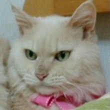 mai_mi_mai_@使用中