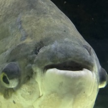 まーこーとう@求まいぴょんの魚拓