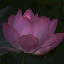 tougyou