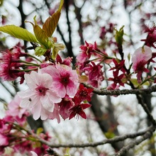 しゅうくりぃむん