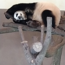 たれぱんふーちゃん